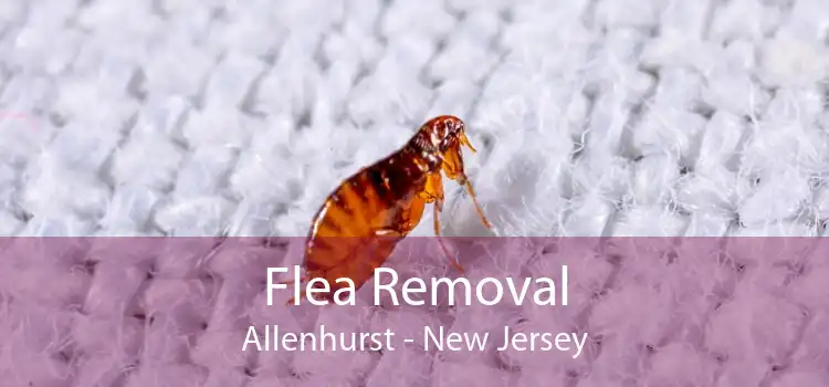 Flea Removal Allenhurst - New Jersey
