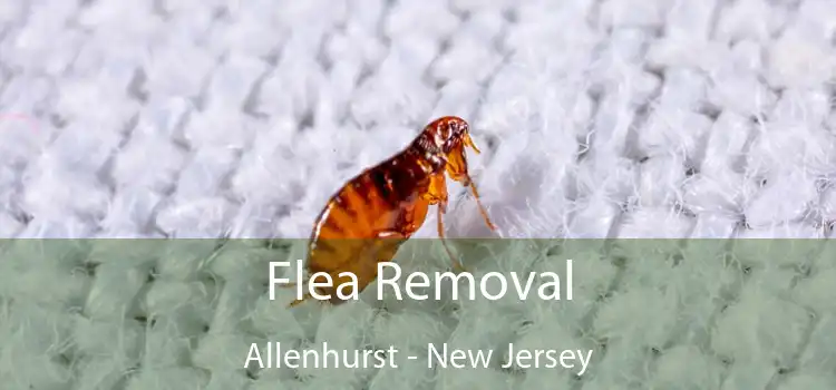 Flea Removal Allenhurst - New Jersey