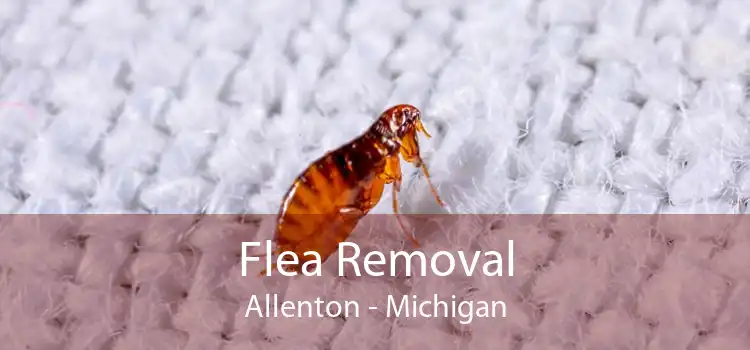Flea Removal Allenton - Michigan