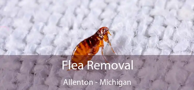 Flea Removal Allenton - Michigan