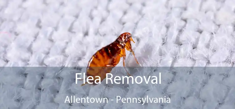 Flea Removal Allentown - Pennsylvania