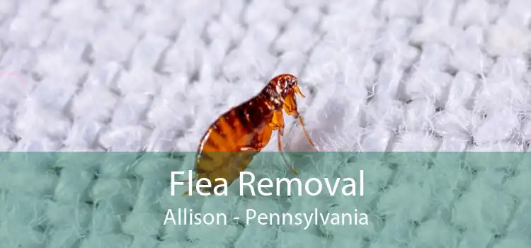 Flea Removal Allison - Pennsylvania