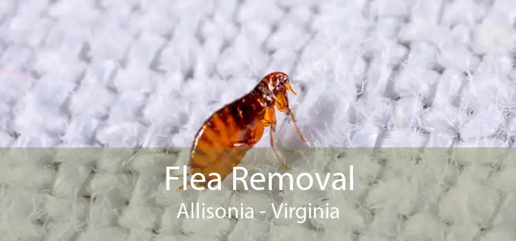 Flea Removal Allisonia - Virginia