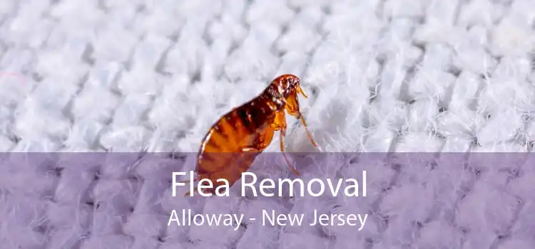 Flea Removal Alloway - New Jersey