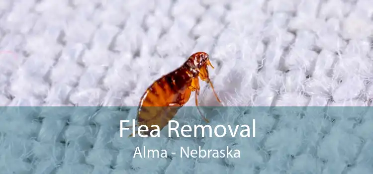 Flea Removal Alma - Nebraska