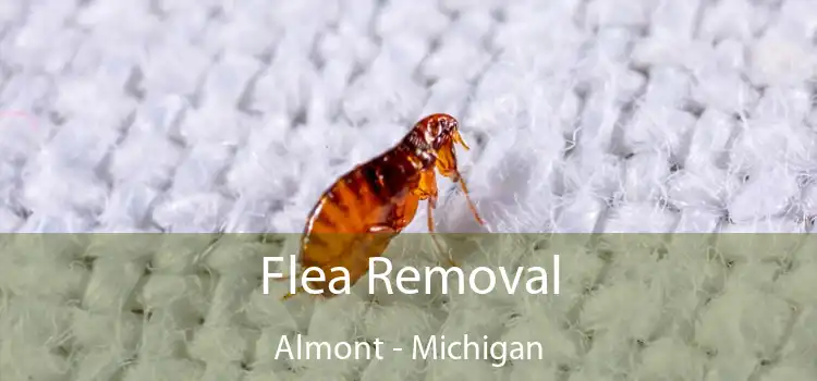 Flea Removal Almont - Michigan