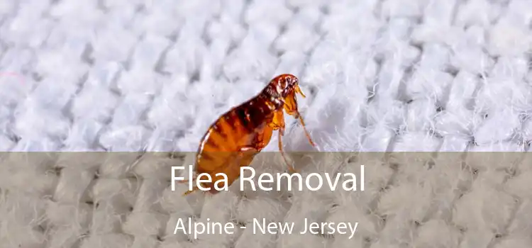 Flea Removal Alpine - New Jersey