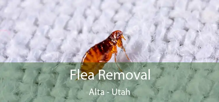 Flea Removal Alta - Utah