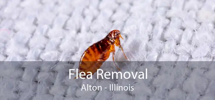 Flea Removal Alton - Illinois