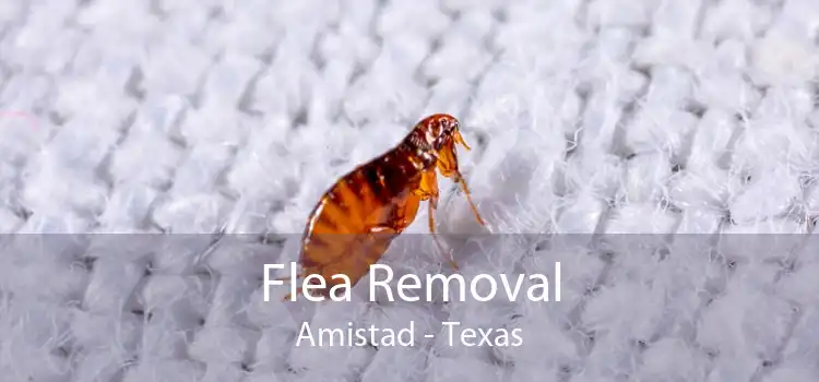 Flea Removal Amistad - Texas
