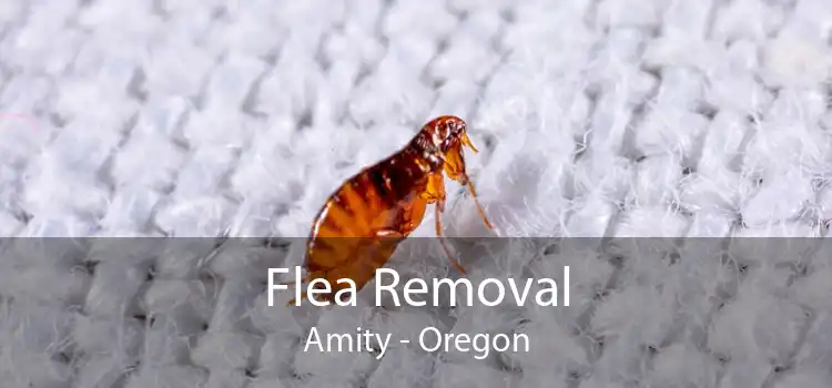 Flea Removal Amity - Oregon