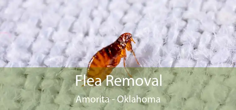 Flea Removal Amorita - Oklahoma