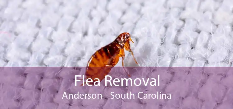 Flea Removal Anderson - South Carolina