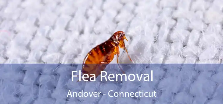 Flea Removal Andover - Connecticut
