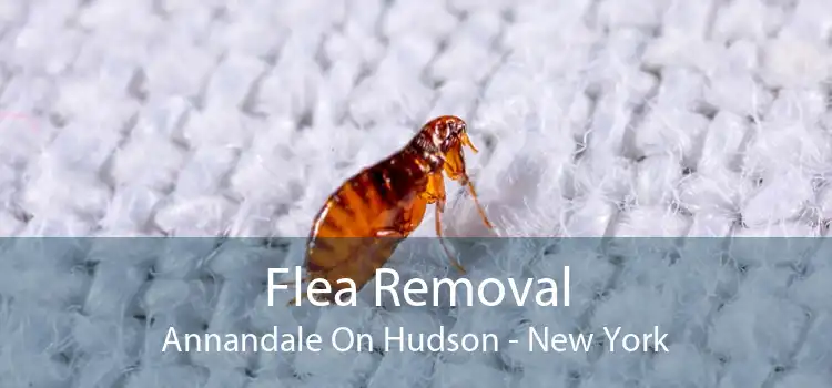Flea Removal Annandale On Hudson - New York