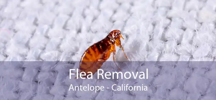 Flea Removal Antelope - California