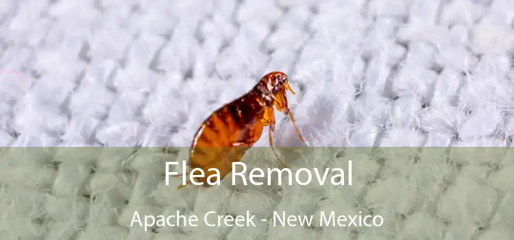 Flea Removal Apache Creek - New Mexico