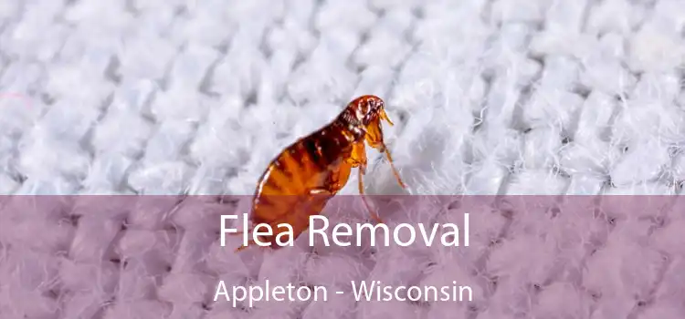 Flea Removal Appleton - Wisconsin