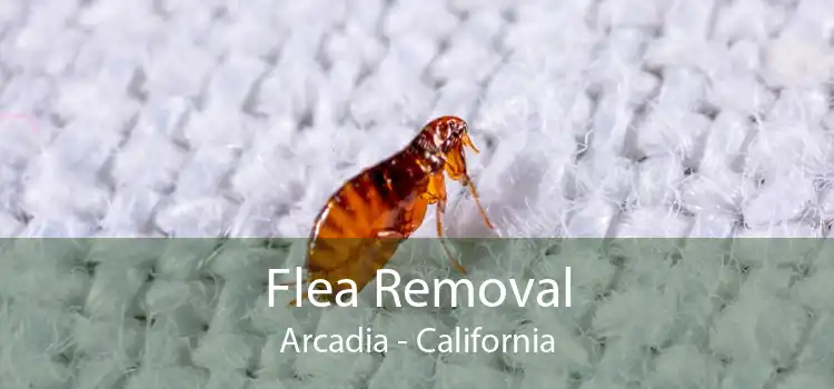 Flea Removal Arcadia - California