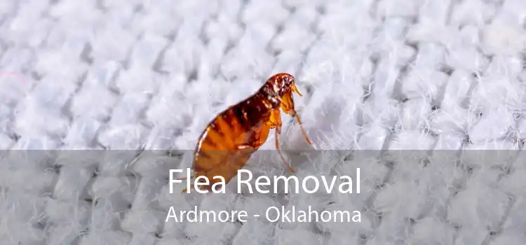 Flea Removal Ardmore - Oklahoma