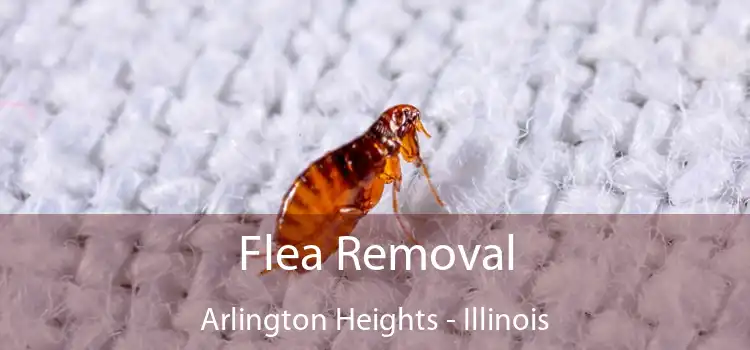 Flea Removal Arlington Heights - Illinois