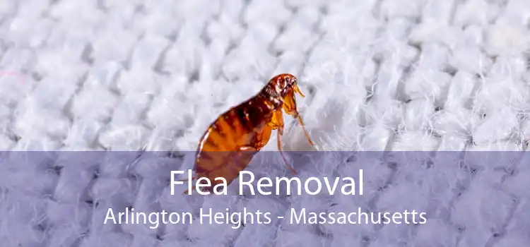 Flea Removal Arlington Heights - Massachusetts