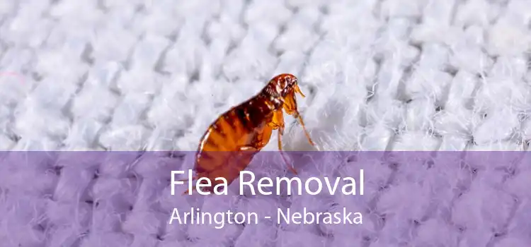 Flea Removal Arlington - Nebraska