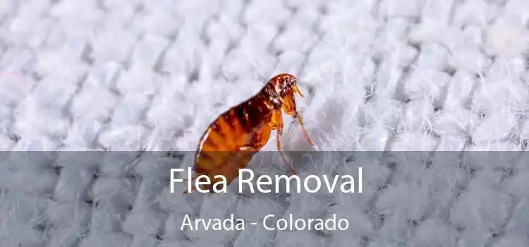 Flea Removal Arvada - Colorado
