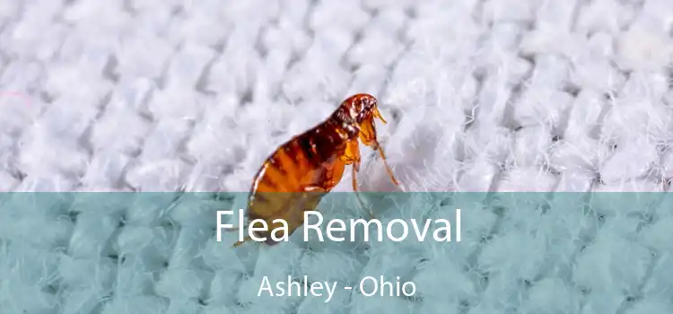 Flea Removal Ashley - Ohio