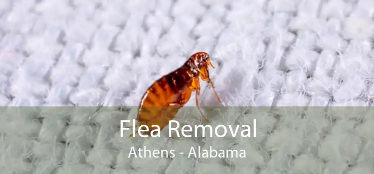 Flea Removal Athens - Alabama