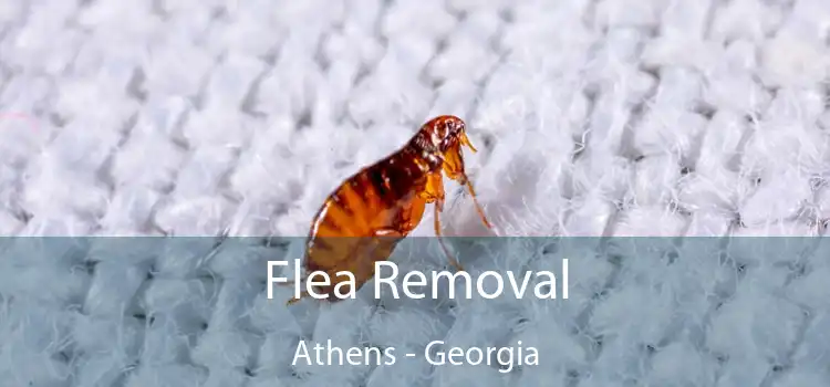 Flea Removal Athens - Georgia