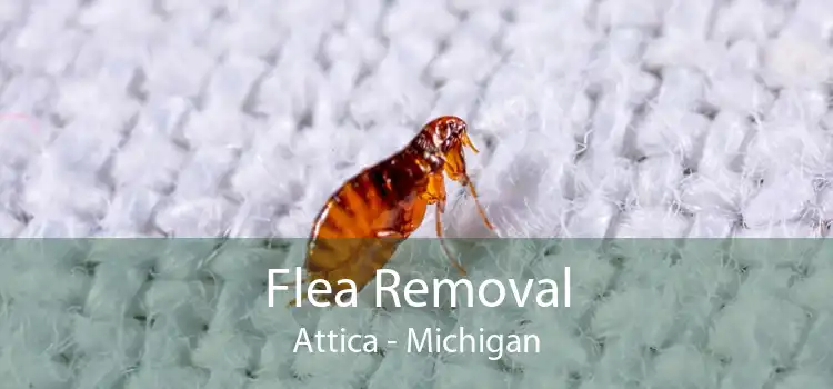 Flea Removal Attica - Michigan