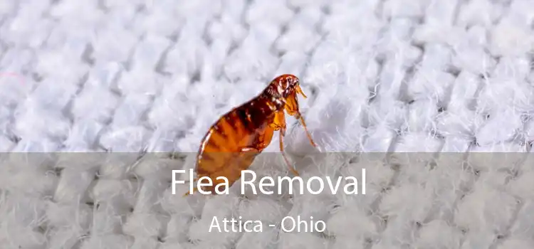 Flea Removal Attica - Ohio