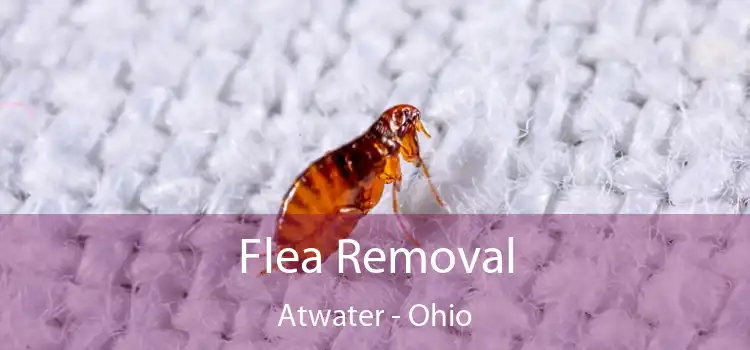 Flea Removal Atwater - Ohio