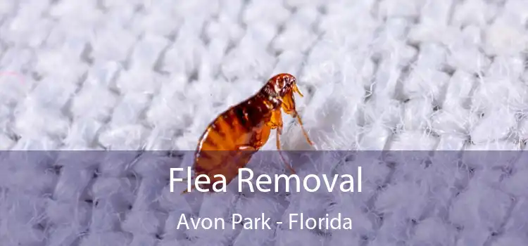 Flea Removal Avon Park - Florida