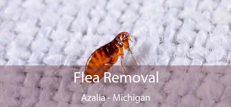 Flea Removal Azalia - Michigan