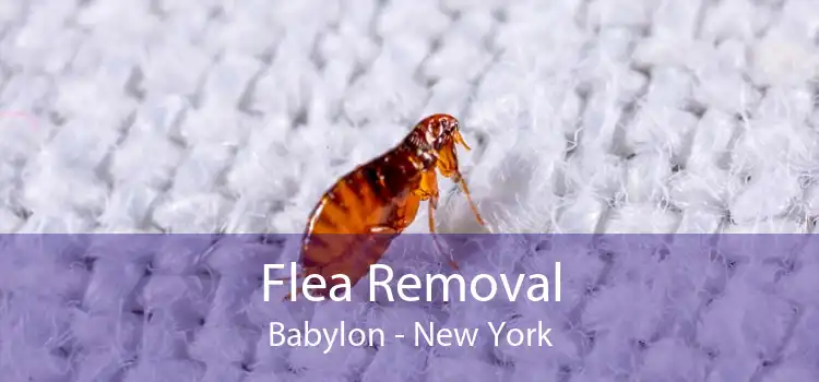 Flea Removal Babylon - New York