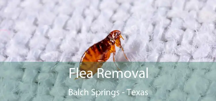 Flea Removal Balch Springs - Texas