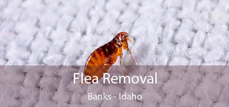 Flea Removal Banks - Idaho