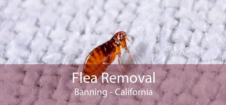 Flea Removal Banning - California