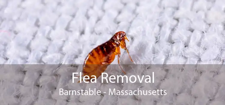 Flea Removal Barnstable - Massachusetts