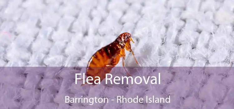 Flea Removal Barrington - Rhode Island