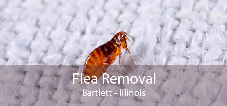 Flea Removal Bartlett - Illinois