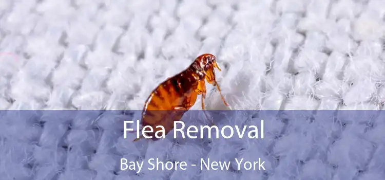 Flea Removal Bay Shore - New York