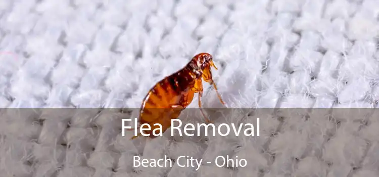 Flea Removal Beach City - Ohio