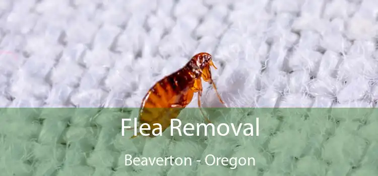 Flea Removal Beaverton - Oregon