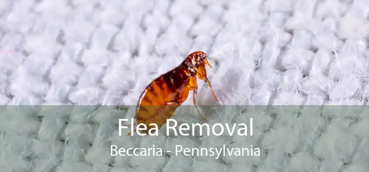 Flea Removal Beccaria - Pennsylvania