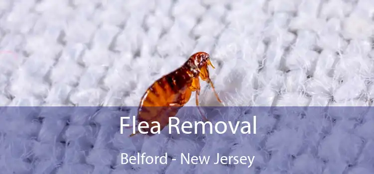Flea Removal Belford - New Jersey