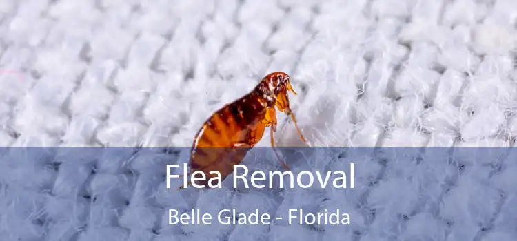 Flea Removal Belle Glade - Florida