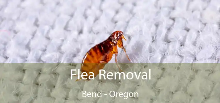 Flea Removal Bend - Oregon